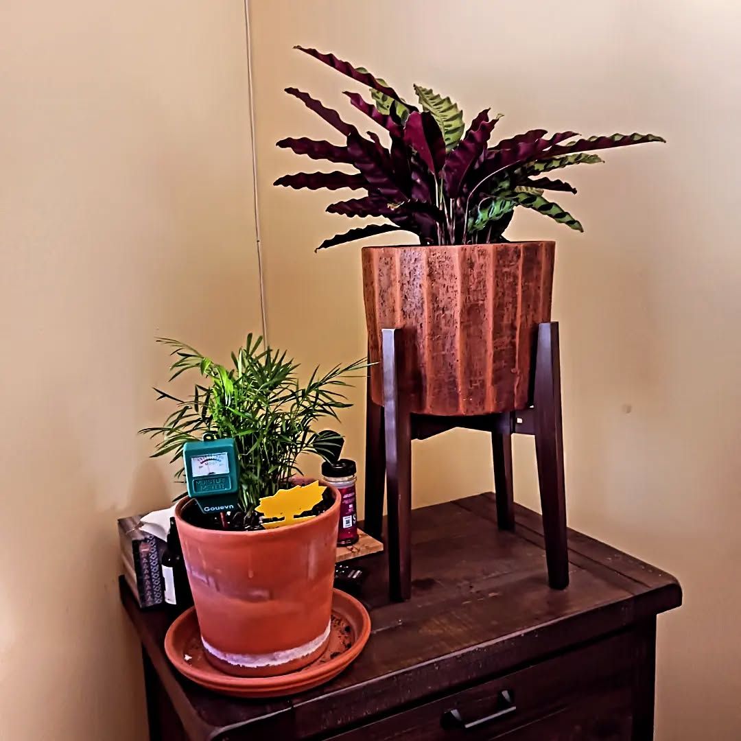 Two houseplants: a red-leafed plant in a wooden planter and a green plant in a terra cotta pot.