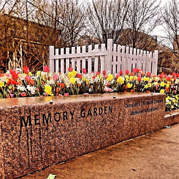 Memory Garden with vibrant tulips behind a stone wall and white picket fence; outdoor setting.