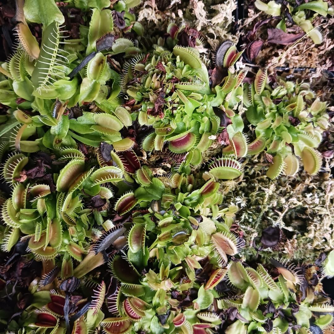 Close-up view of many Venus flytraps with green and red-tinged traps in a mossy setting.