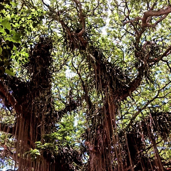 Large tree with aerial roots, viewed from below, sunlight filtering through the leaves.