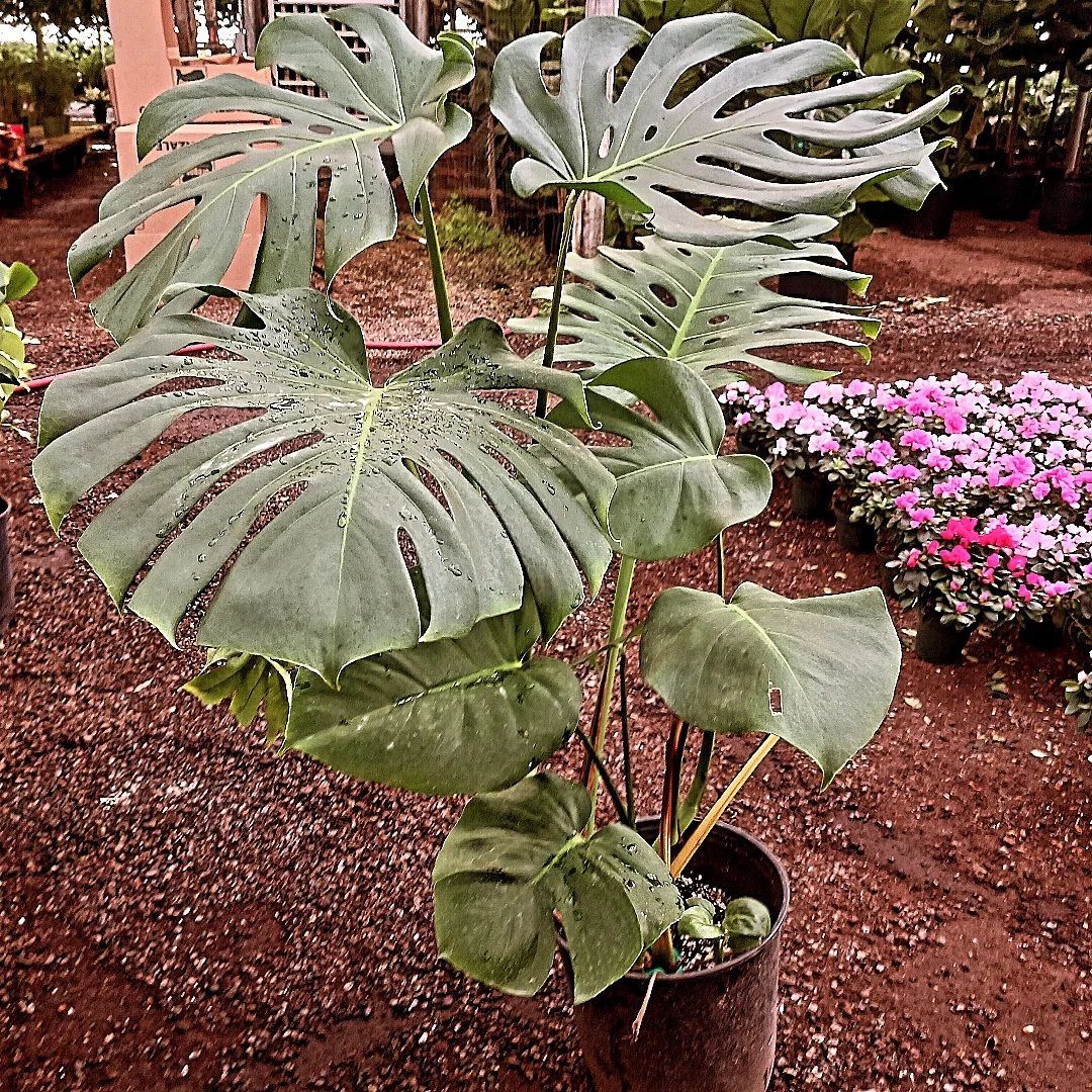 Monstera plant in a pot with large, green, split leaves, brown stems, with pink flowers in the background.