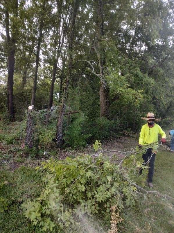 A man is spraying trees with a hose in the woods.