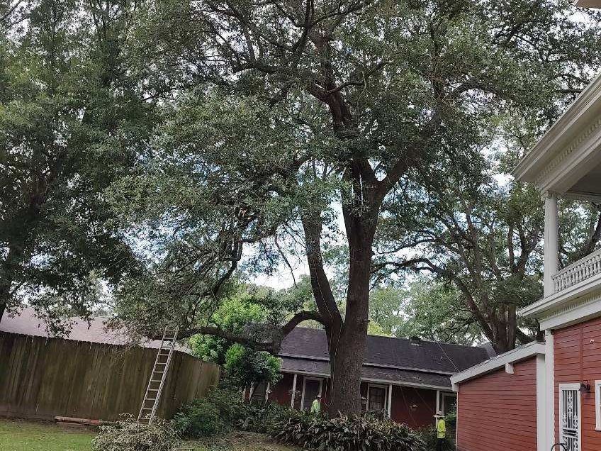 A large tree is in the backyard of a house.