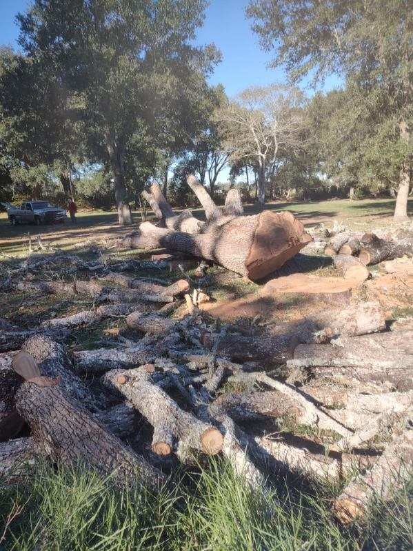 A pile of logs in a field with trees in the background.