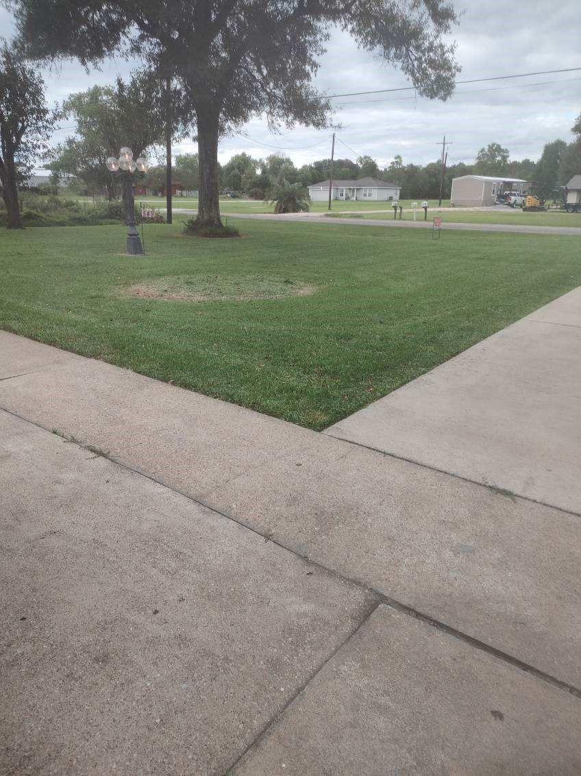 A sidewalk leading to a lush green field with a tree in the background.