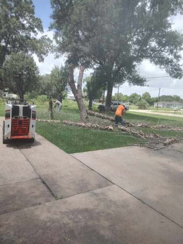 A man is cutting a tree in a driveway with a bobcat.