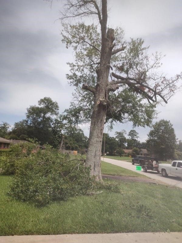 A large tree is sitting in the middle of a residential street.