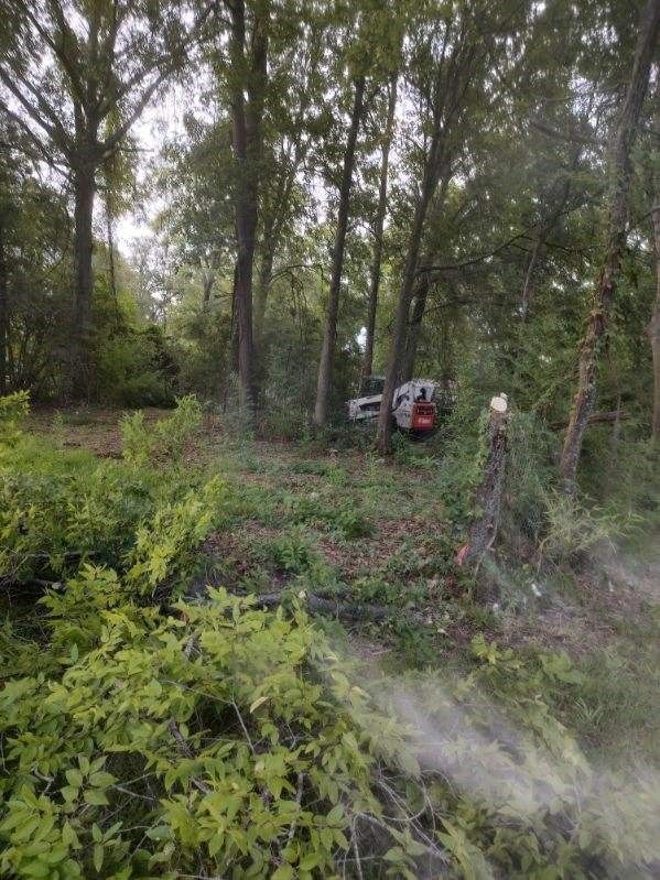 A tractor is cutting down trees in the woods.
