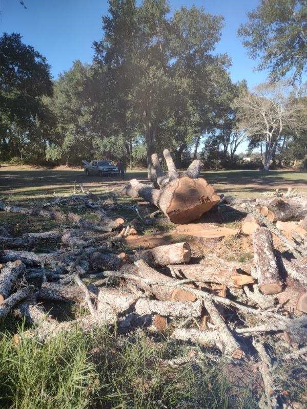 A pile of logs in a field with trees in the background.