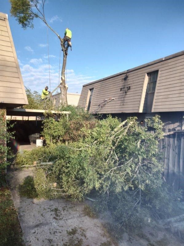 A man is cutting down a tree in front of a building.