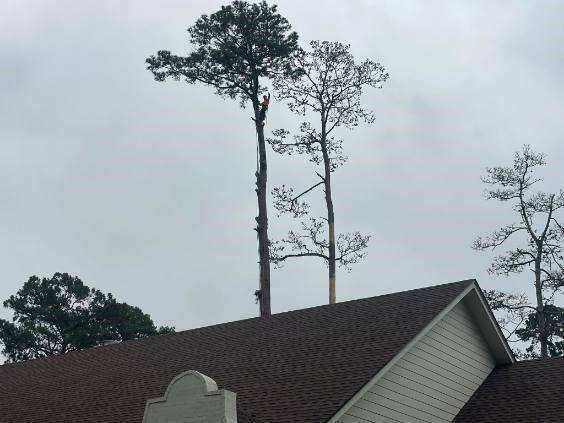 Two trees are growing on the roof of a house