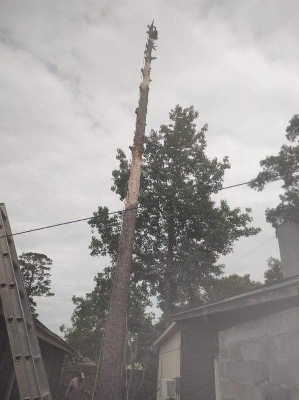 A tree is being cut down in a backyard with a ladder in the foreground.