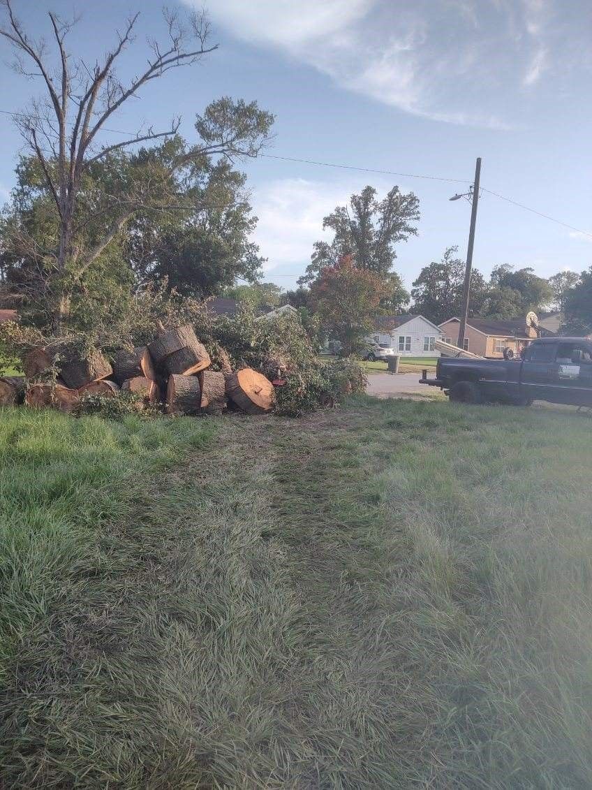 A pile of logs is sitting in the grass next to a tree.