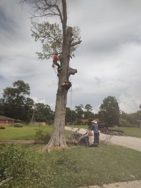 A man is climbing a tree in a yard.