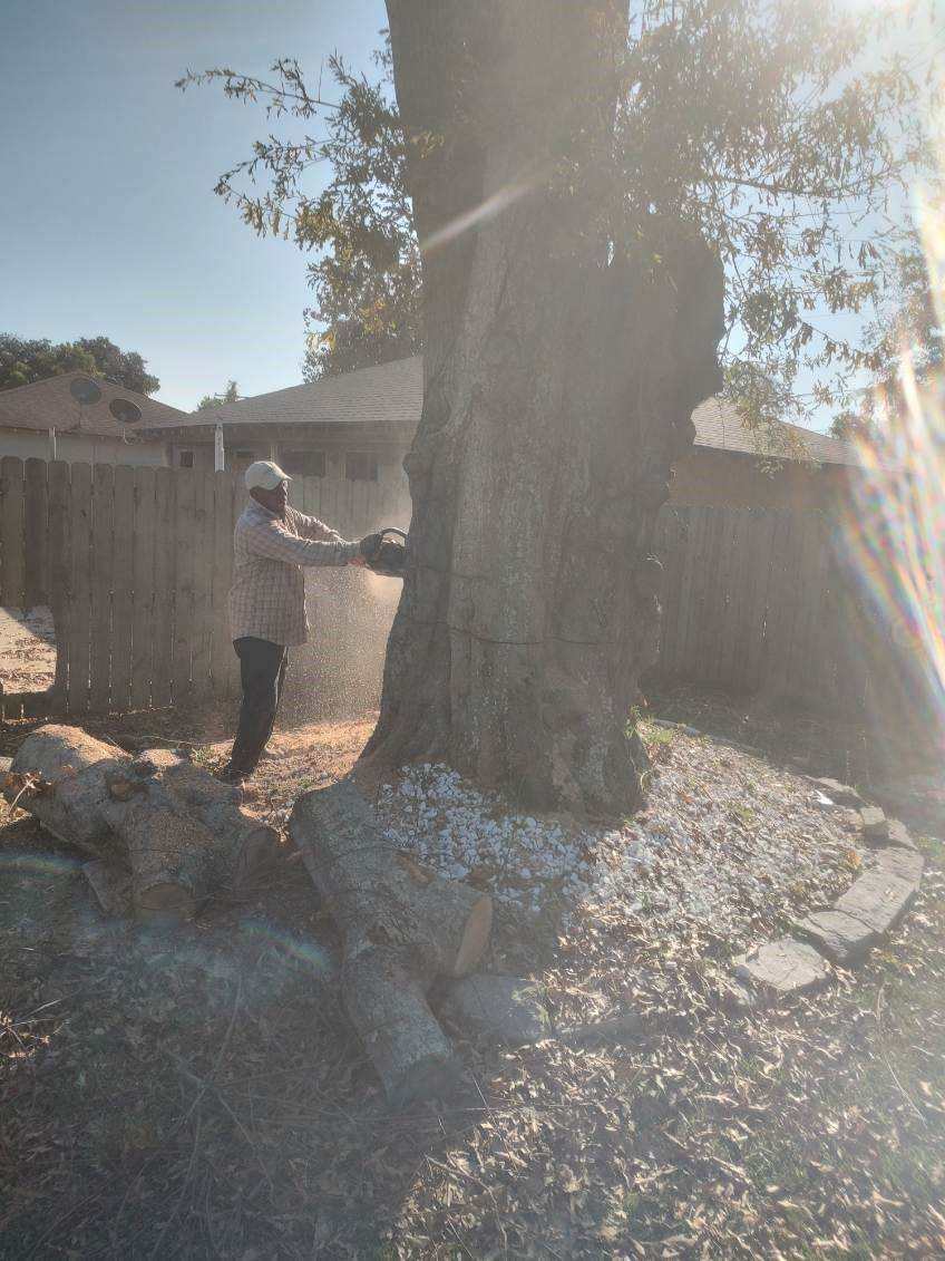 A man is cutting down a tree with a chainsaw.