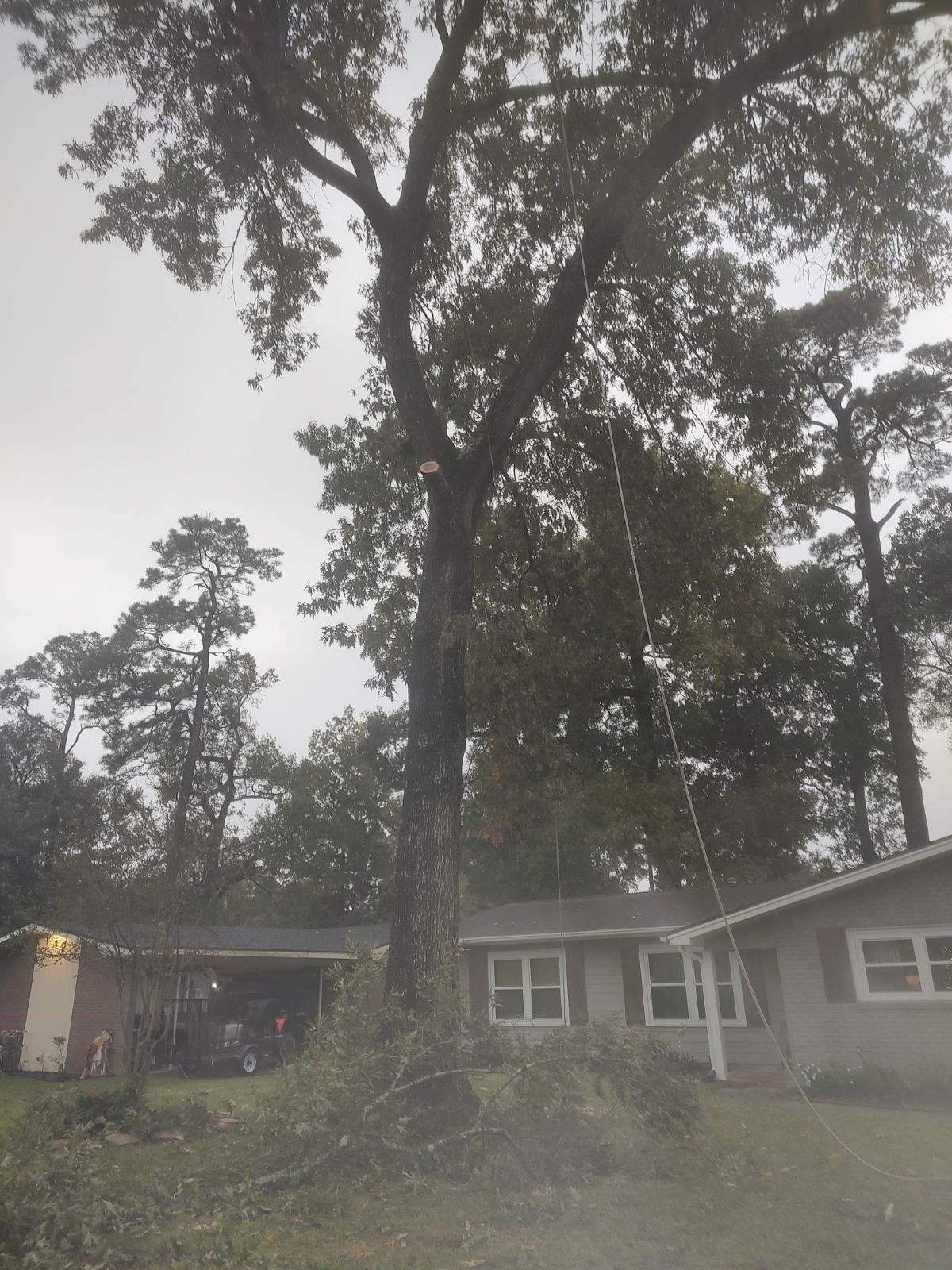 A house with a large tree in front of it.