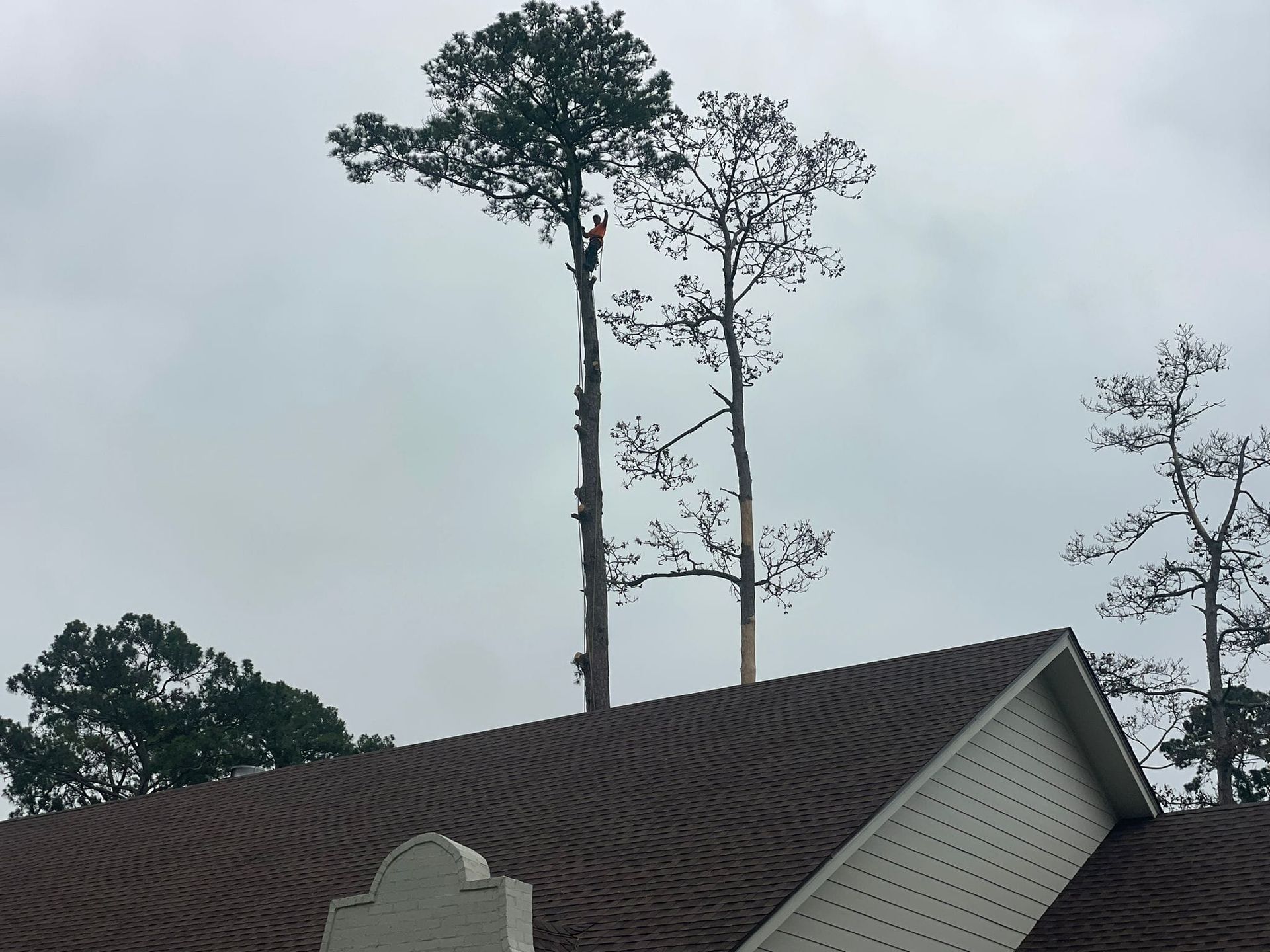 Two trees are growing on the roof of a house.