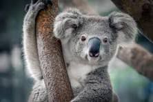 A koala bear is sitting on a tree branch looking at the camera.