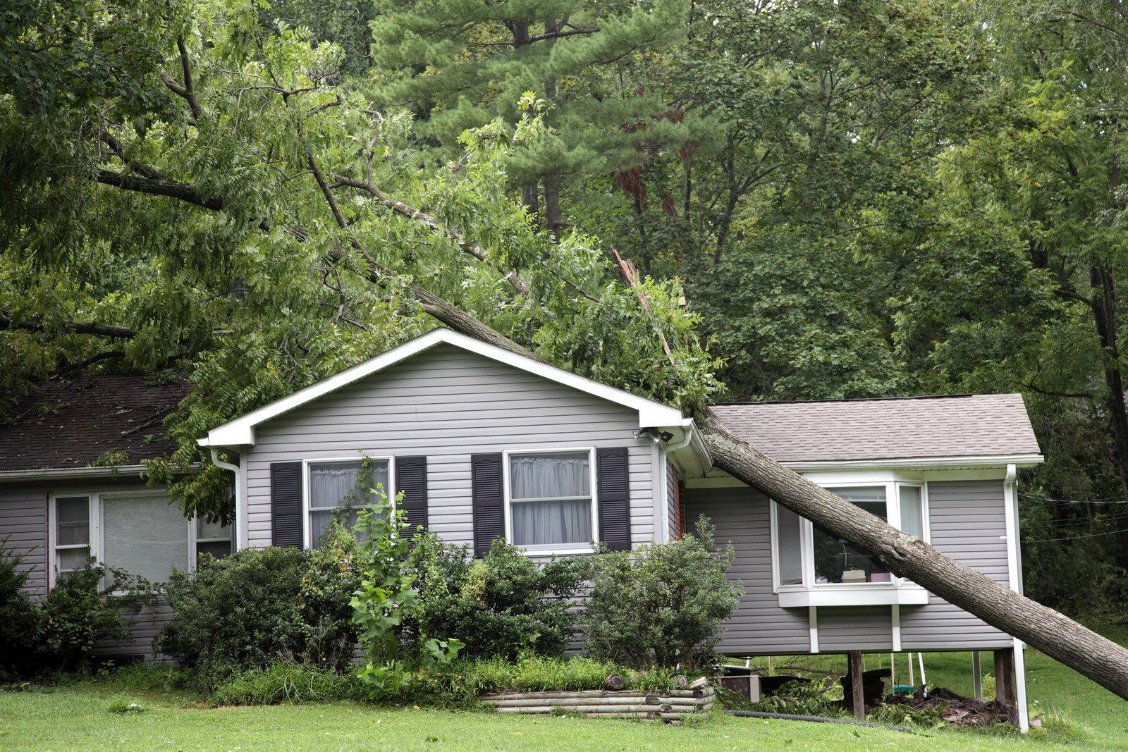 White house with gray shutters in a wooded yard, with a large tree trunk leaning across the roof.