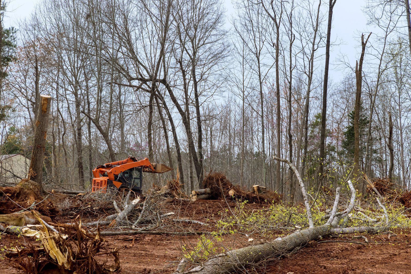 Orange excavator clearing brush in a leafless wooded area