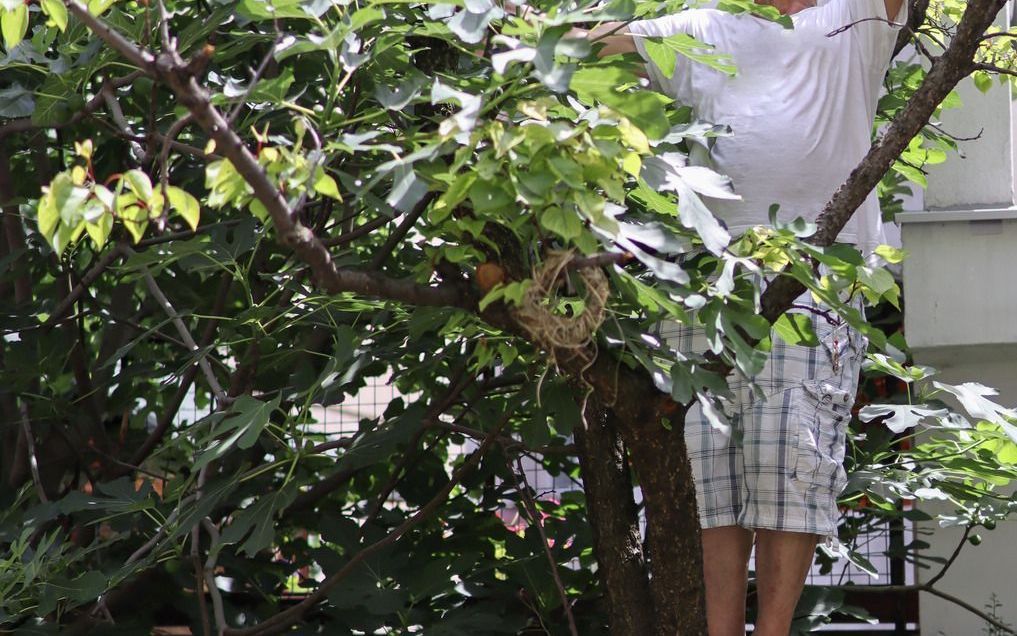 Person pruning a leafy tree in a backyard, wearing a white shirt and plaid shorts.