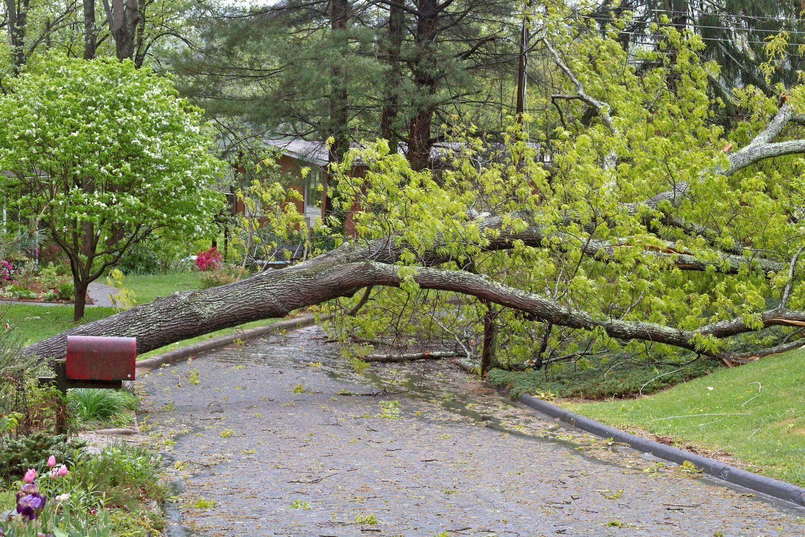 Fallen tree limb blocking a garden path, with fresh green leaves and wet gravel after rain