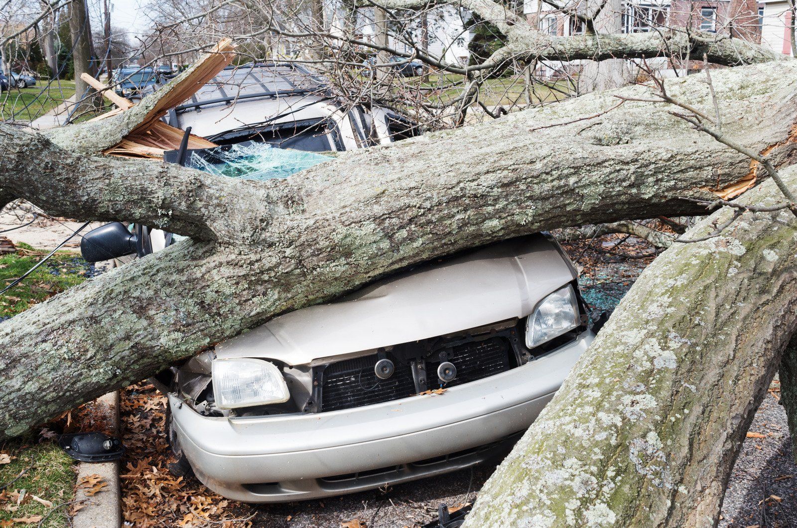 Car crushed under fallen tree limbs after storm, with trunk and branches covering the hood and windshield.