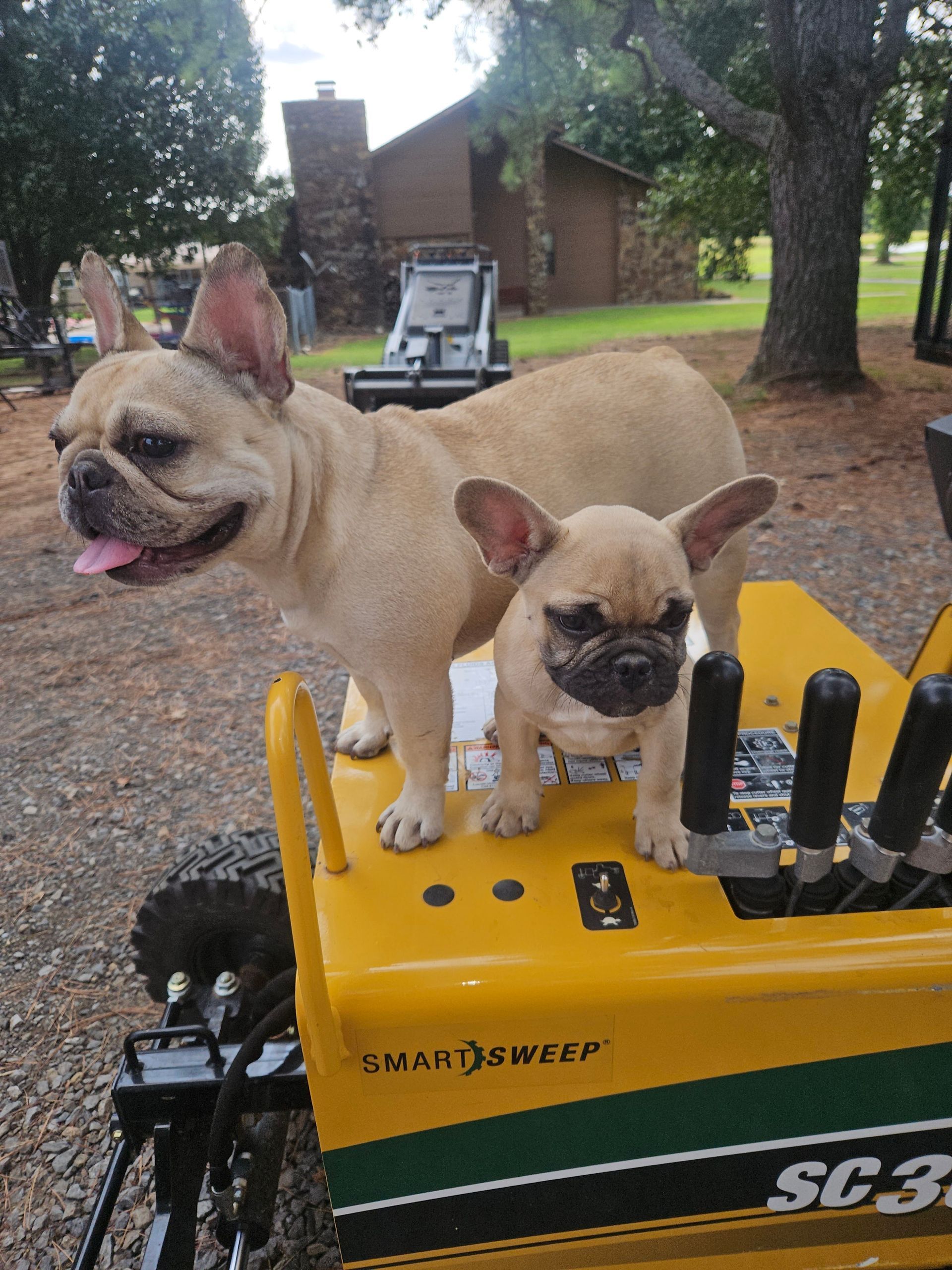 Two French bulldogs sitting on a yellow lawn mower outdoors, one panting with tongue out.