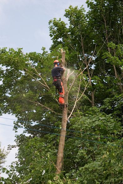 Arborist in orange gear trimming a tall tree with a chainsaw, surrounded by dense green foliage.