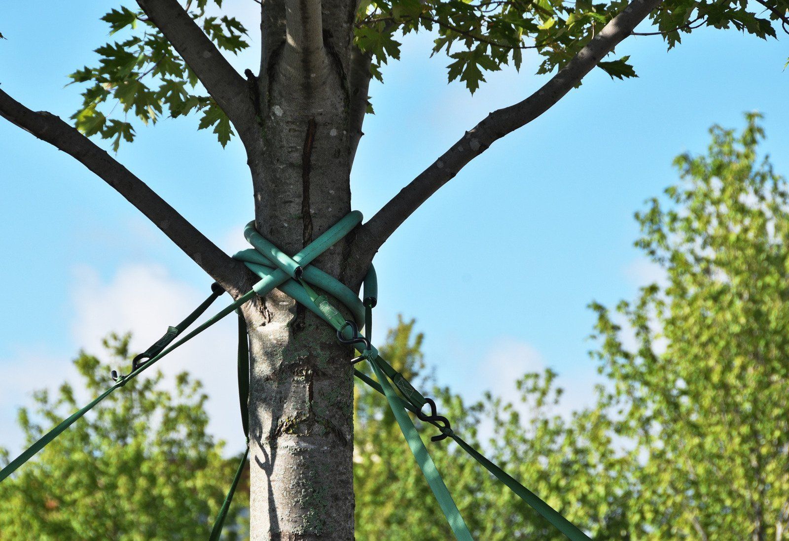 Tree trunk tied with green straps and ropes against a blue sky