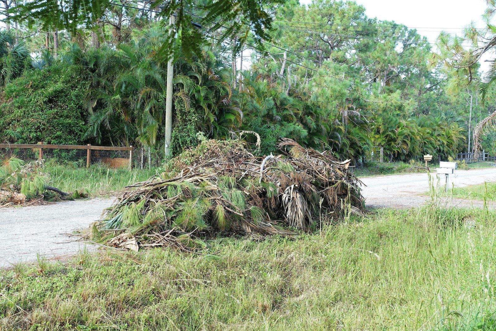 Pile of cut branches beside a dirt road in a lush green area