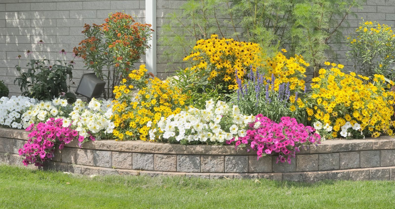 Flower bed with yellow, white, and pink blooms in a stone planter along a grassy yard