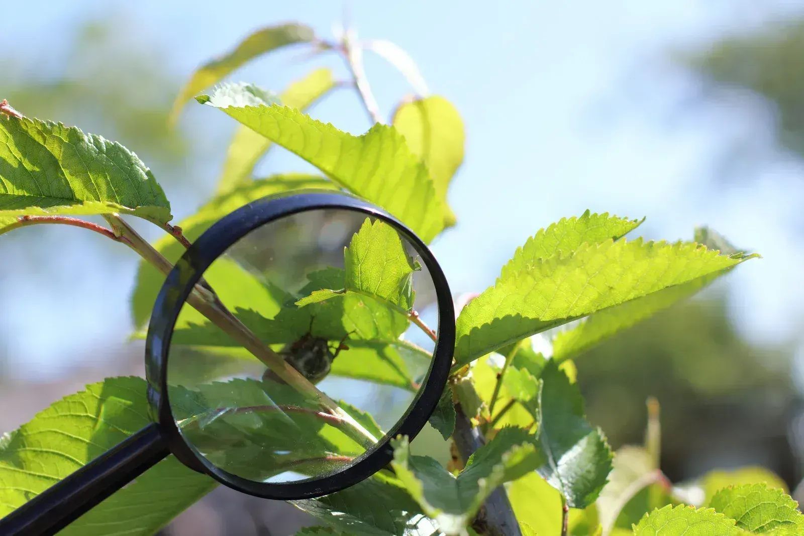 Magnifying glass over green leaves outdoors against a blue sky