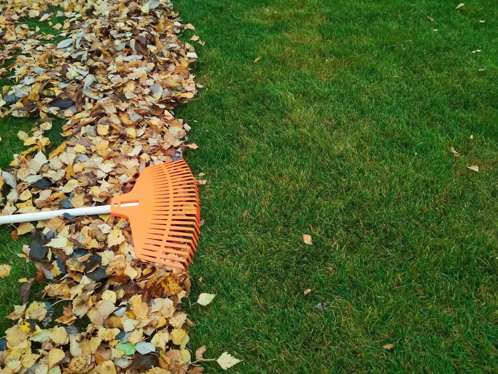 Orange rake on a lawn edge, gathering fallen autumn leaves beside green grass.