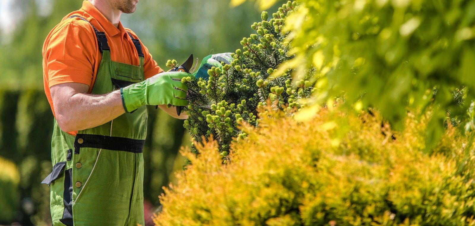 Gardener in orange shirt and green gloves trimming shrubs with hedge shears in a garden
