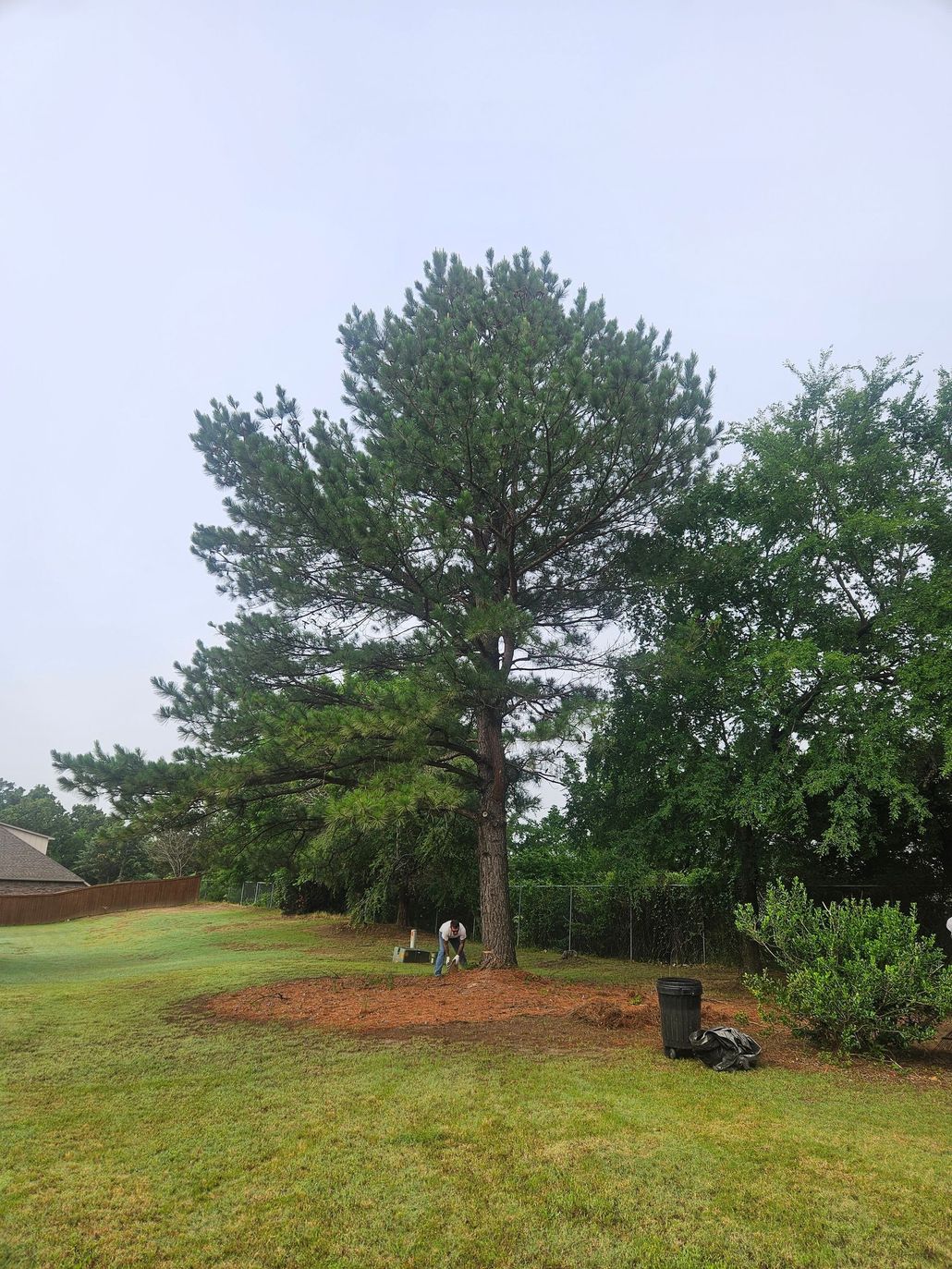 Tall pine tree in a grassy yard with mulch around the base, under an overcast sky.