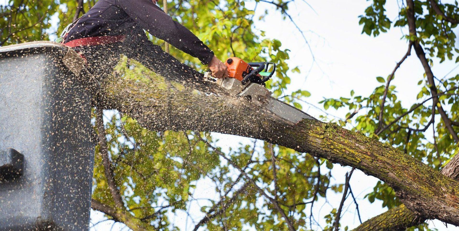 Tree trimmer cutting a large branch beside a metal bucket truck, with wood chips flying