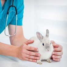 Rabbit care
