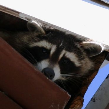 Racoon in the roof