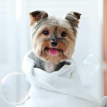 Happy dog wrapped with towel