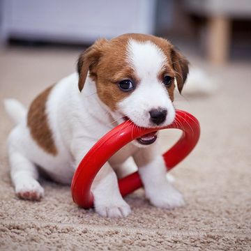 Cute puppy playing
