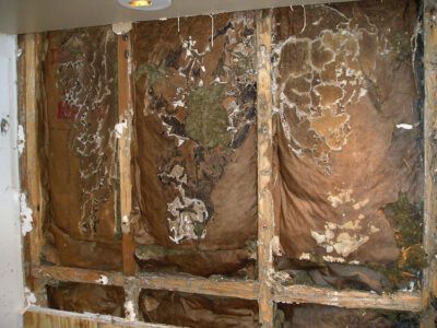 Exposed wall studs with damaged, mold-covered insulation and drywall debris inside a building.
