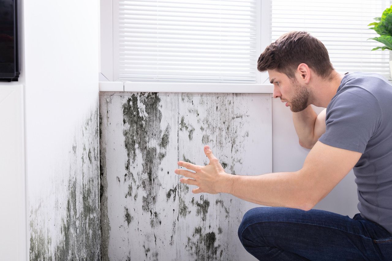 mold removal companies