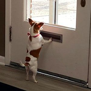 A brown and white dog is standing on its hind legs next to a door.