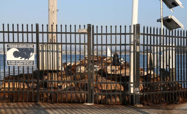 Commercial fencing services