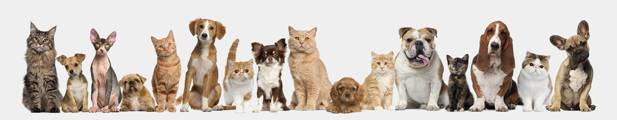 A variety of domestic cats and dogs sit side-by-side in a row against a plain, light background.