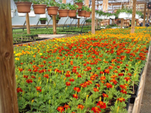 Garden Store