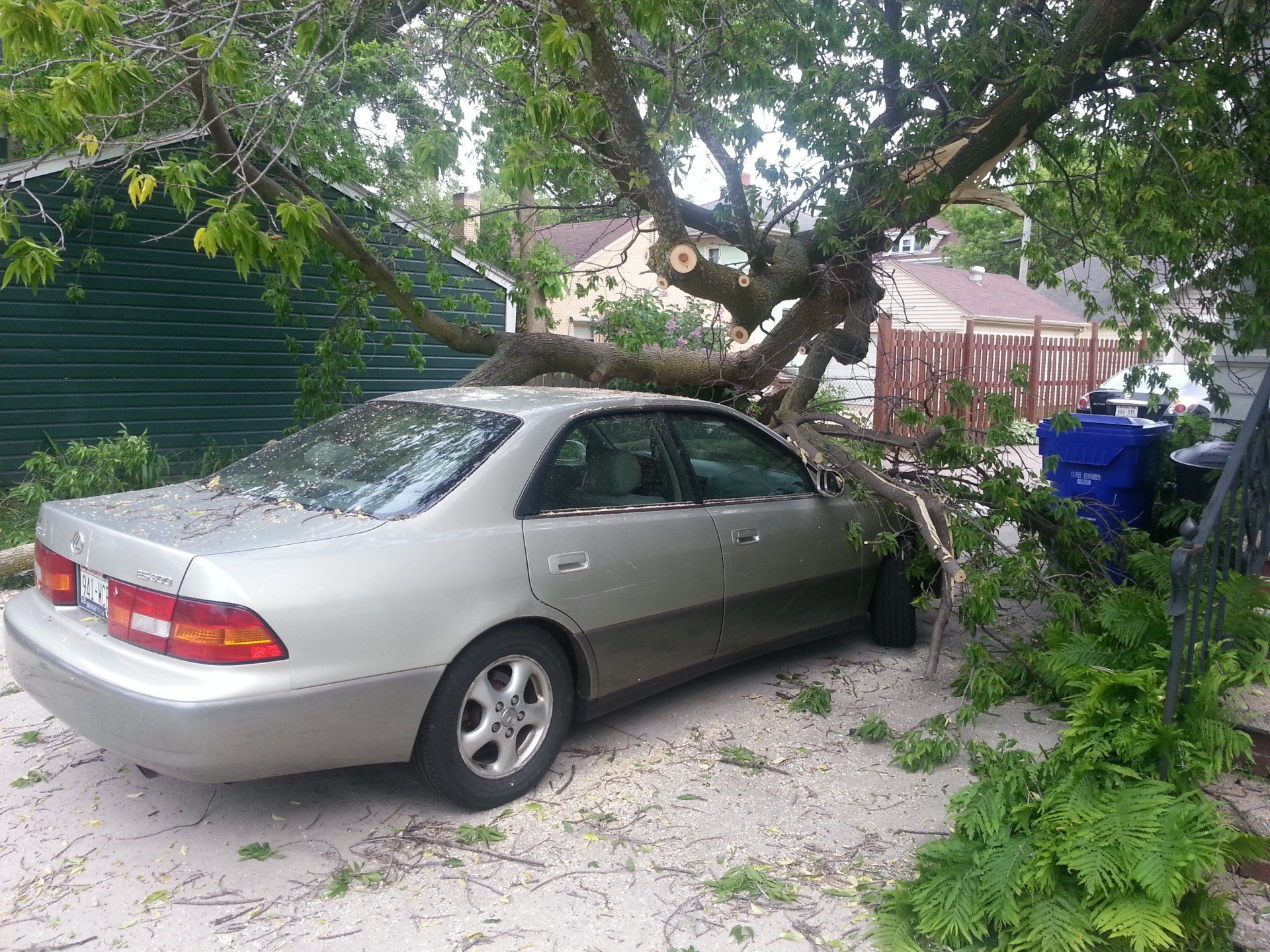 Tree fallen on car