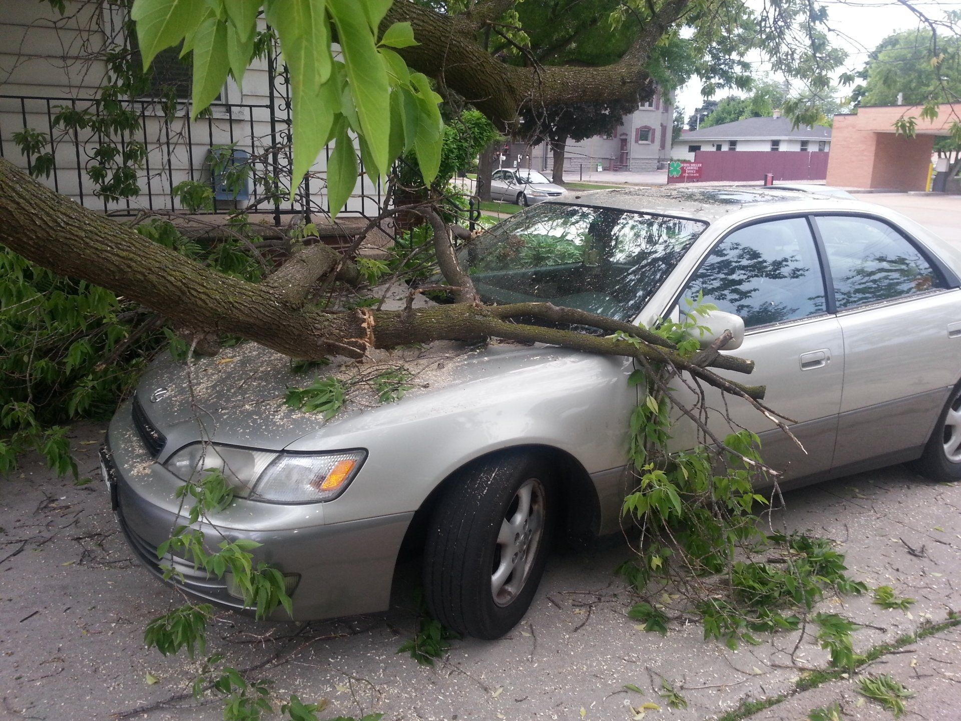 Tree on car