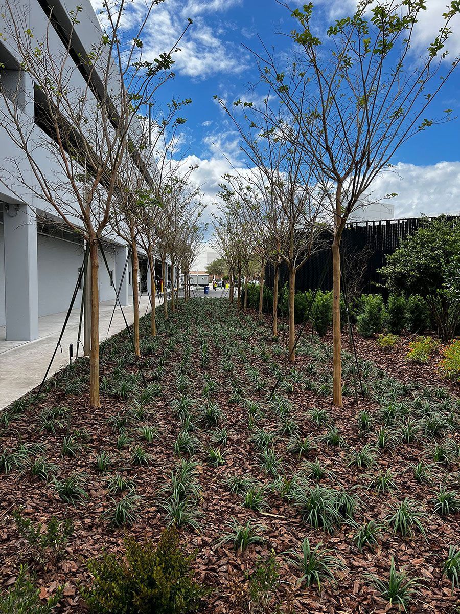plants by the building